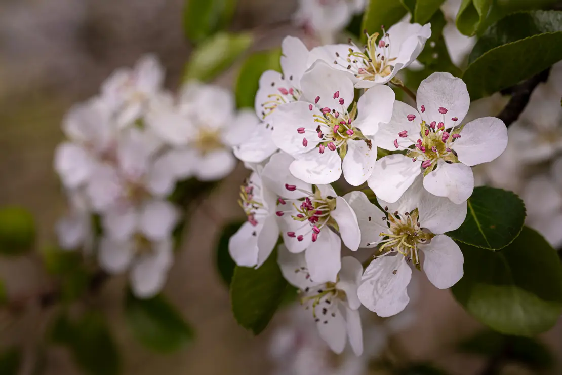 Wilder Birnbaum (Pyrus pyraster) [1]